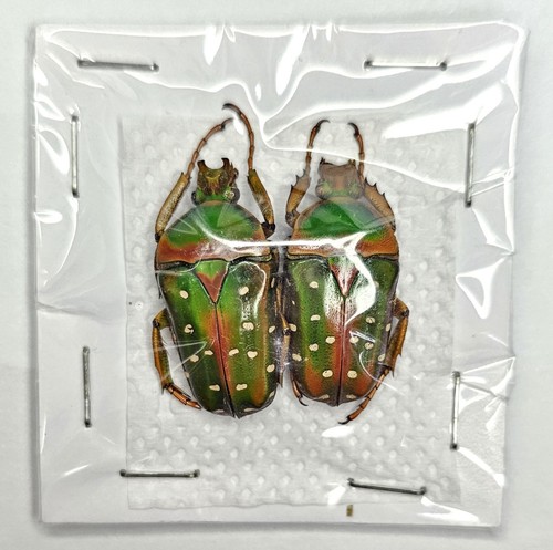 Cetonidae stephanorrhina - cetonidae:,